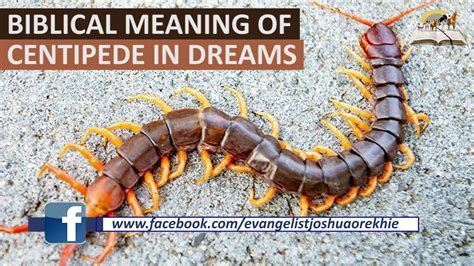 dream of centipede|biblical meaning of centipede.
